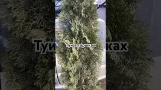 Туи в горшках в Сибири.