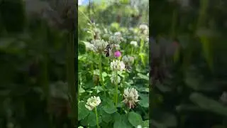☀️🐝🌸