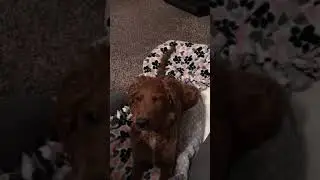 Goldendoodle Harper Wants to Negotiates her way into daddy’s bed