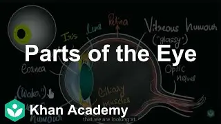Parts of the eye | Human eye & the colourful world | Khan Academy
