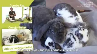 Кролики-кролик Белье-Рексd