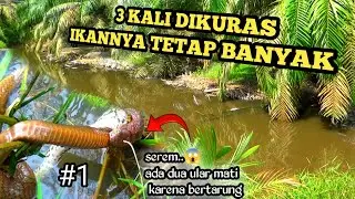 DI KURAS TIGA KALI SPOT INI TAPI IKANNYA TETAP BANYAK
