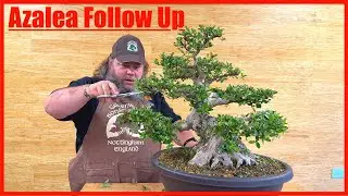 Azalea Follow Up - Greenwood Bonsai