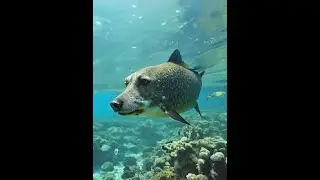Dog Fish Meme x Titanic Type Beat🗣️🔥