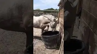 Adorable Pony demanding fresh water! 🤣#4k #funny #pony #cute #funnyanimals #lol