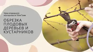 Когда, как и зачем обрезать плодовые деревья и кустарники...