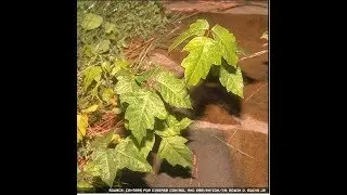 How to cure poison ivy, oak and sumac rashes