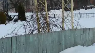 часть 1  Перепелятник напал на скворца.