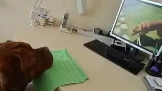 Dogue de Bordeaux watches a video. Бордоский дог смотрит видео с бордоским догом