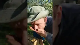 1 Мая 2024 г, полезный трутневый гомогенат!!!