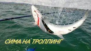 Catching salmon by trolling on Sakhalin!