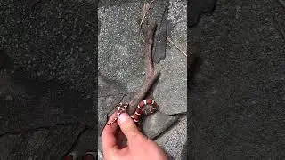 VIBRANT Red Snake Hiding In Pile of Garbage!
