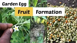 Garden Egg fruit Formation