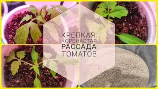 Strong, stocky tomato seedlings—what I do for them. DIY organic fertilizer.