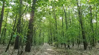 Forest [5] [Relaxation Nature Sounds] [Full HD]