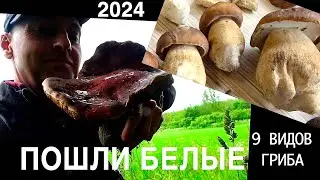 ПОШЛИ БЕЛЫЕ ГРИБЫ 2024/ СКАЗОЧНЫЕ НАХОДКИ