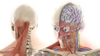 Medizinische Visualisierung - Medical Design - der Nacken