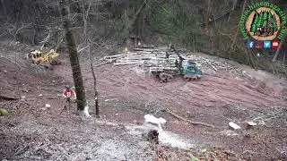 Felling a Beech tree