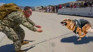 Most Emotional Animals Reunions with Their Owners That Will Melt Your Heart ❤️Best Of Moments