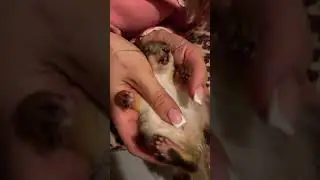 Ричи, белк который удачно выпал из гнезда😄 в Белкин УляЙ #animals #funny #squirrel #белкинулей