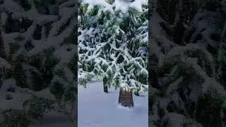 Вчера была весна...