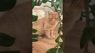 показал кота ветеринару    