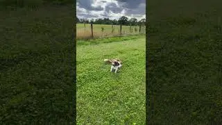 Border Collie Rolling the heck outta clover!!