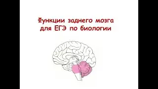 Функции заднего мозга для ЕГЭ по биологии