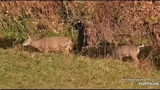 Decorah North Nest 11-1-24 Doe with her young one