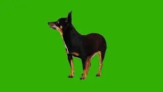 Dog Green Screen Video | Green Screen Animation