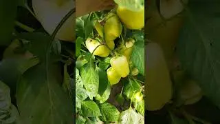 Я в восторге от этого сорта!