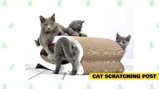 Cats 101 : Basic Cat Training Tips (Kitten Life)