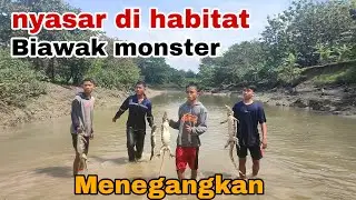 Berburu biawak di sungai bancar ( Bendungan Sidorejo ), monster - monster