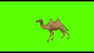 copyright free Cartoon Green Screen Animation Camels Walking  Running Green Video 