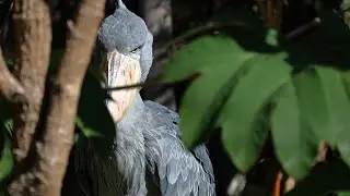 Shoebill Saga: Unraveling the Enigmatic