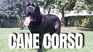 THE KING SAYS HELLO TO SUMMER / CANE CORSO