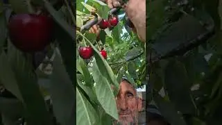 гелос дар ноҳ. Шаҳринав