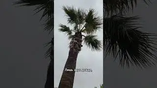 Дождь в Копре 