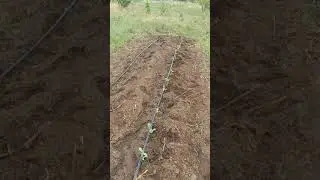 Любимый подсолнух !