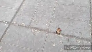 Жучок Патимэйкер