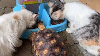 Ko kebalik? Sulcata makan cemilan kucing dan kucing makan milik kura
