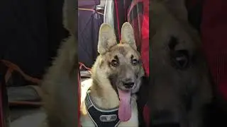 Шилопопый Йоко