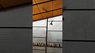 голуби Иранцы , Таджикские