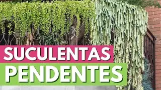 4 PLANTAS SUCULENTAS PENDENTES PARA SEU JARDIM! CANAL MEU QUINTAL