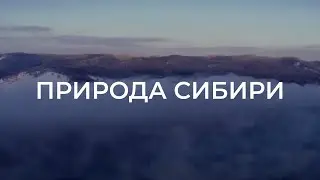 Кедровый стиль   строительство домов в Сердце Сибири