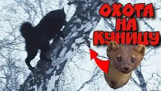 Охота на КУНИЦУ. РЕЛ залез на дерево!
