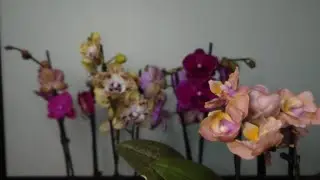 Новые орхидеи! Биглипы, фаленопсис и мини орхидея (видео вертикальное )