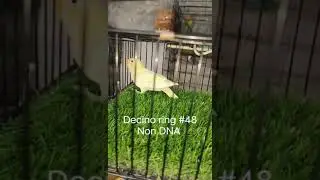 parrot eating sunflower seeds #trendingvideo #viralpost #canada #usa #famous #trendingnow