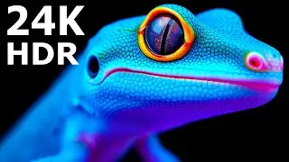 Beyond Reality: Wildlife & Nature in 24K HDR 240FPS Dolby Vision