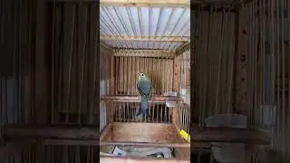 Китайский соловей